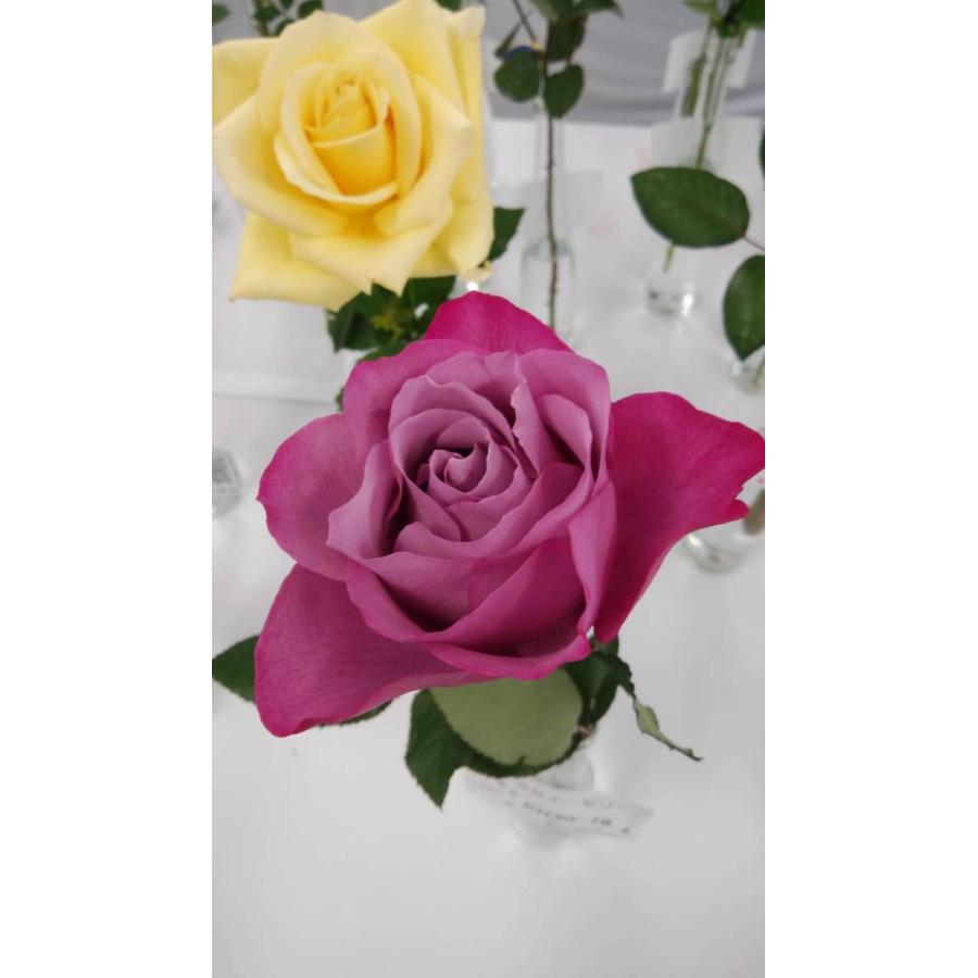 １９ New バラ苗 切り花品種接ぎ木 Kn３０ ７８パープルウェーブ ２ ３号 購入前に下記の重大なコツなどを読んでください 19baraimaikn30 78uy92 森農園ネットショップ 通販 Yahoo ショッピング