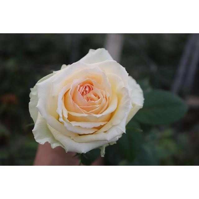 １９ New バラ苗 切り花品種接ぎ木 ナギササンセット２ ３号 購入前に下記の重大なコツなどを読んでください 19baraimainagisasansehu62 森農園ネットショップ 通販 Yahoo ショッピング