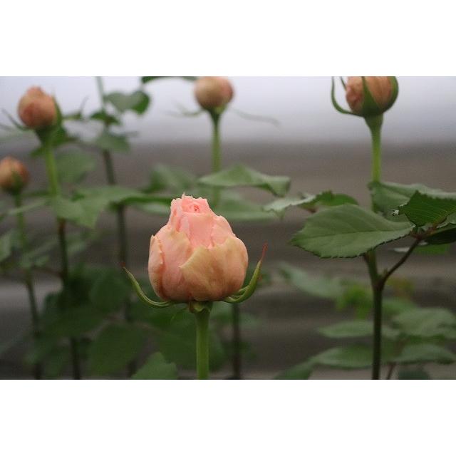 バラ苗 オーブ4号 今井清作出 切り花品種接ぎ木（植え替えず11〜4