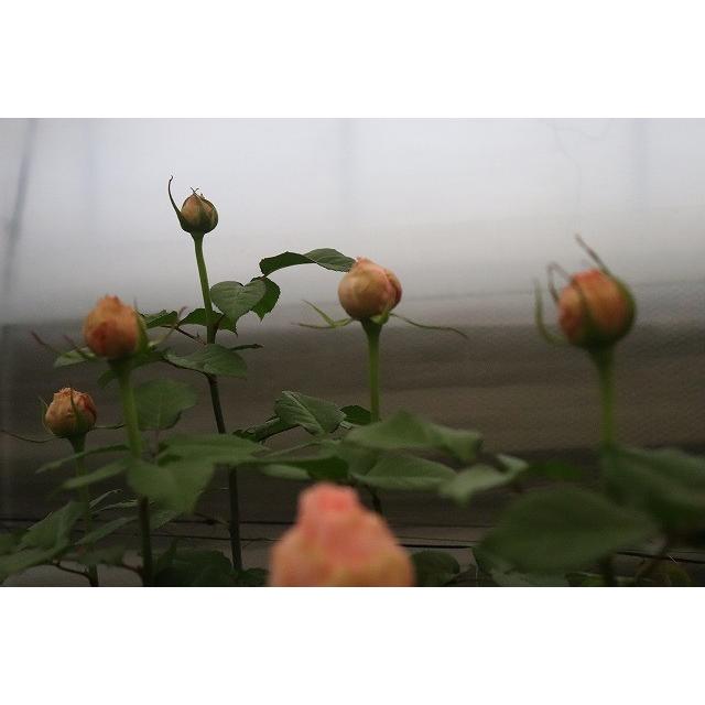 19 New バラ苗 切り花品種接ぎ木 オーブ2 3号 購入前に下記の重大なコツなどを読んでください 19baraimaio Buhg 森農園ネットショップ 通販 Yahoo ショッピング