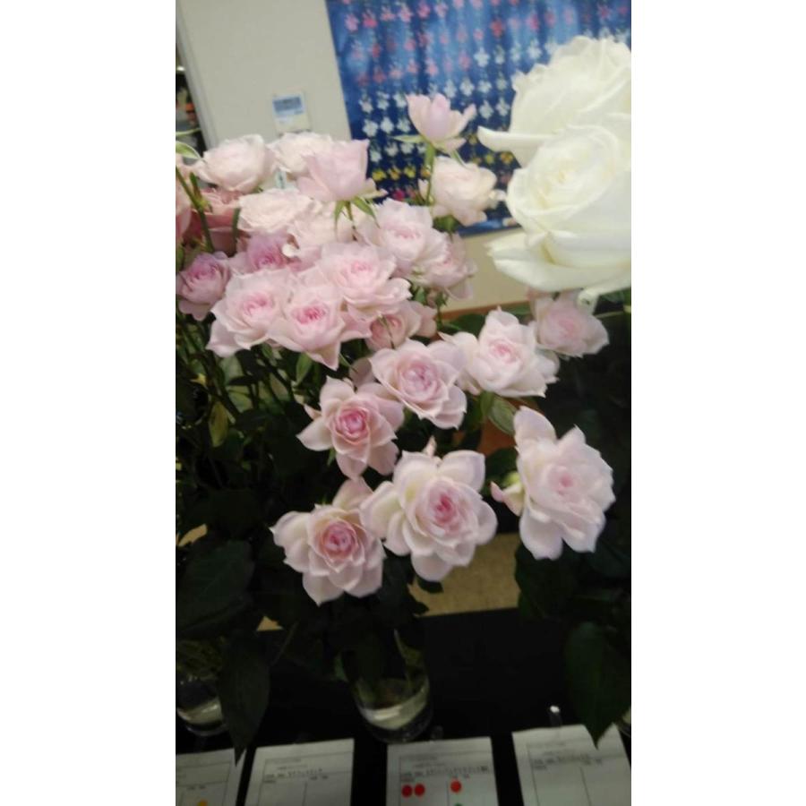 バラ苗 スプレー咲 パーフェクトスイート4号 今井清作出 切り花品種