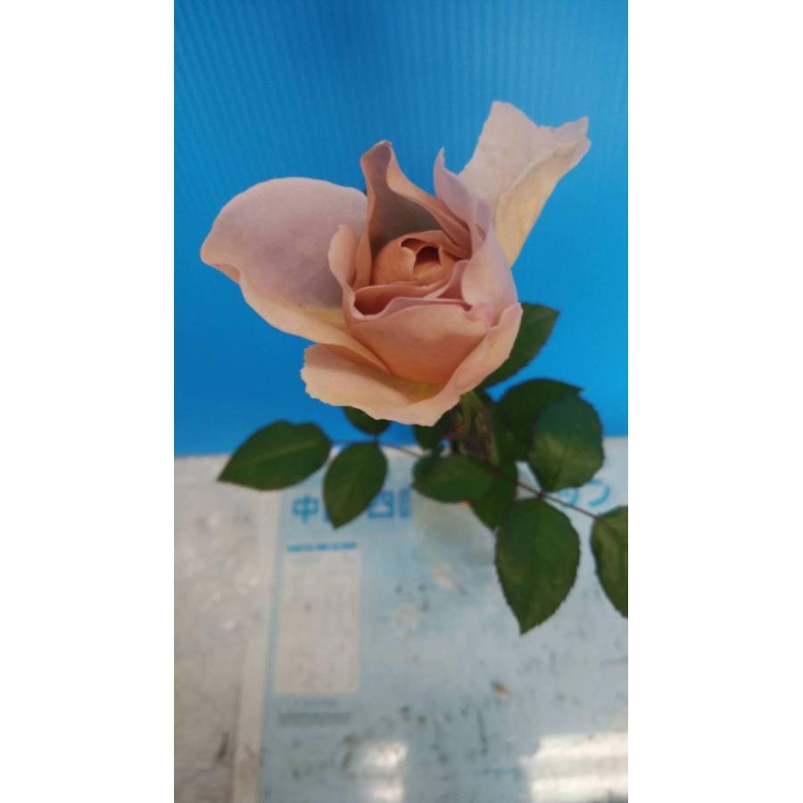 バラ苗 シャリテトワ（kn30-16）4号 今井清作出 切り花品種接ぎ木