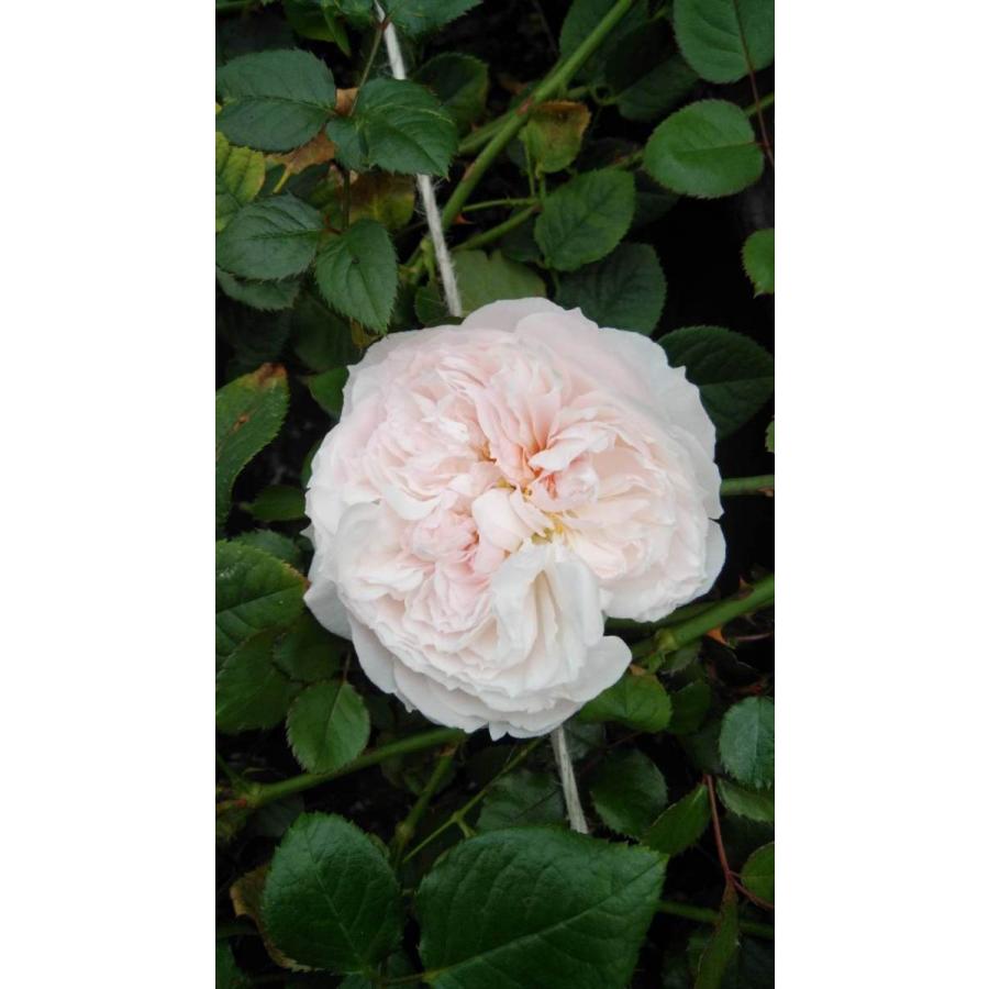 「Yami_rosé」 切り花品種バラ苗　2点 森農園ネットショップ - 綺麗でごめん超簡単初心者向け丸刈り