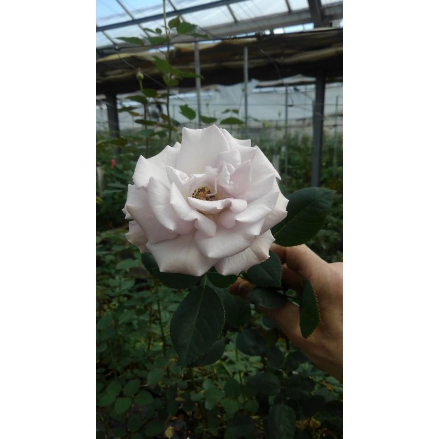 バラ苗・切り花品種接ぎ木 シュナーベル4号 今井清作出 切り花 バラ苗・切り花品種接ぎ木 シュナーベル4号 今井清作出 切り花