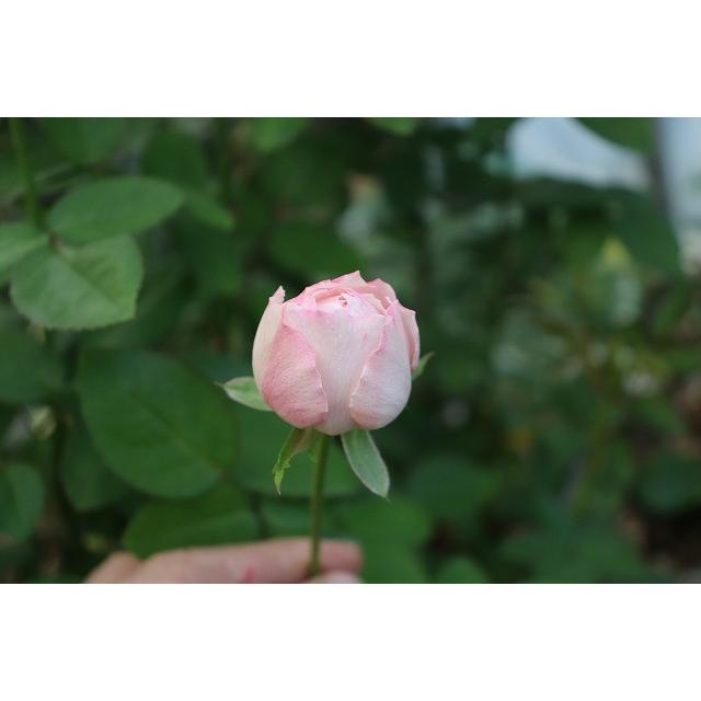 バラ苗 スプレー咲 トワクリームラブ4号 今井清作出 切り花品種接ぎ木