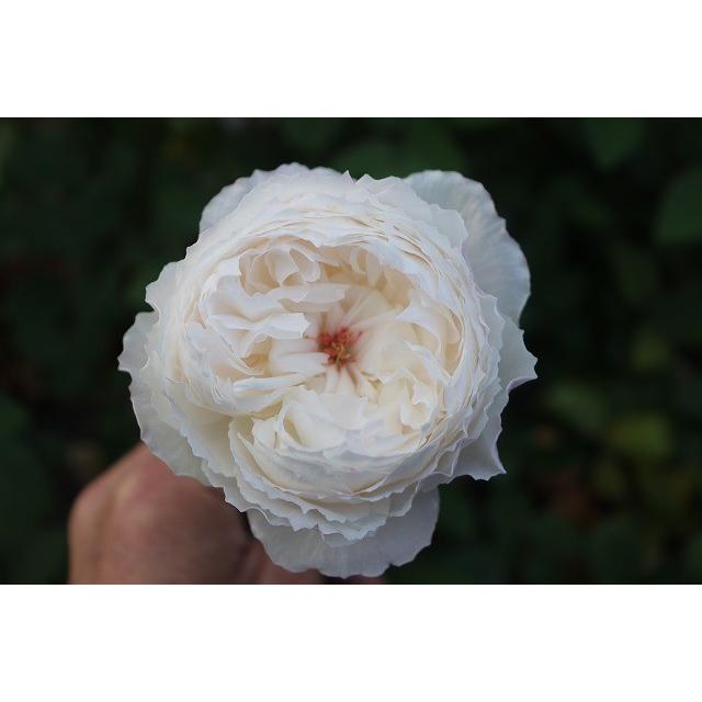 ❀マホさま❀　バラ　苗　切り花品種　スミ バラ苗 大苗 2026 マハネ Mahane 四季咲き 国産ノイバラ台木使用