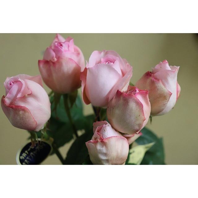 １９ New 強香 バラ苗 切り花品種接ぎ木 Kn２９ ９６ ２ ３号 購入前に下記の重大なコツなどを読んでください 19baraimakn29 96hy52 森農園ネットショップ 通販 Yahoo ショッピング