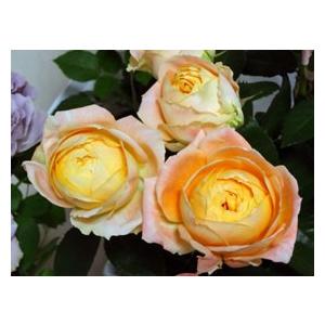 バラ苗 モンシュシュ4号 今井清作出 切り花品種接ぎ木（植え替えず