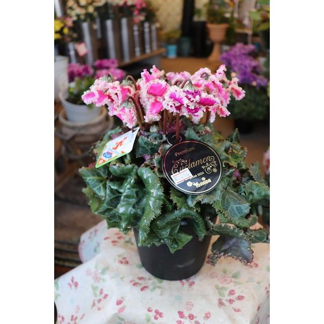 シクラメン 長持ち生産者 鉢花 プリマドンナゴールド５号底面給水鉢 19sikuraurimadogoyb85 森農園ネットショップ 通販 Yahoo ショッピング