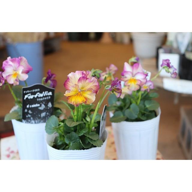 松原園芸のビオラ ビオラ苗 ファルファリア試験品種 1 ３号ポット 19viofarusike1uy63 森農園ネットショップ 通販 Yahoo ショッピング