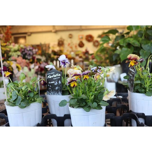 松原園芸のビオラ ビオラ苗 ファルファリア試験品種 3 ３号ポット 19viofarusike3ur53 森農園ネットショップ 通販 Yahoo ショッピング