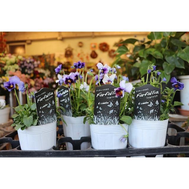 松原園芸のビオラ ビオラ苗 ファルファリア試験品種 4 ３号ポット 19viofarusike4rp93 森農園ネットショップ 通販 Yahoo ショッピング