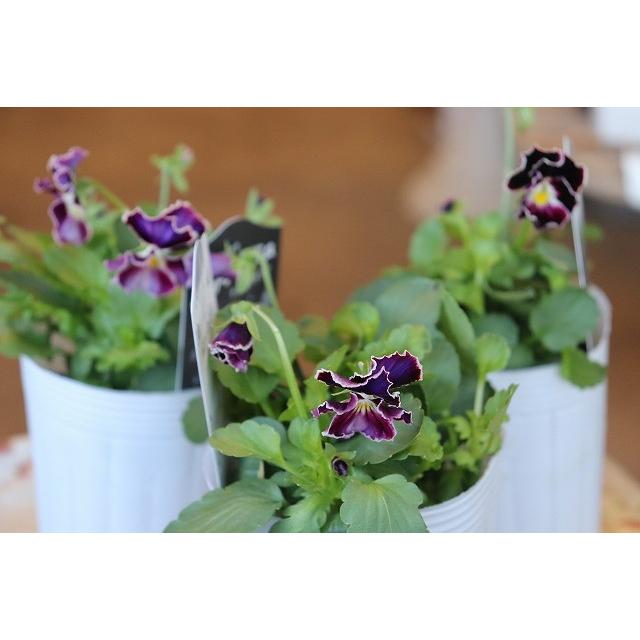 松原園芸のビオラ ビオラ苗 ファルファリアno ２２ ３号ポット 19viorafaru22yo63 森農園ネットショップ 通販 Yahoo ショッピング