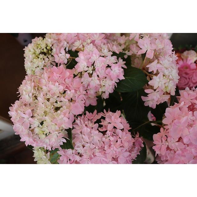 独立承認強行 一起園芸で検索を アジサイ ブリーディングセレクション ピンク花 在庫あり即日出荷 Mrjual Com