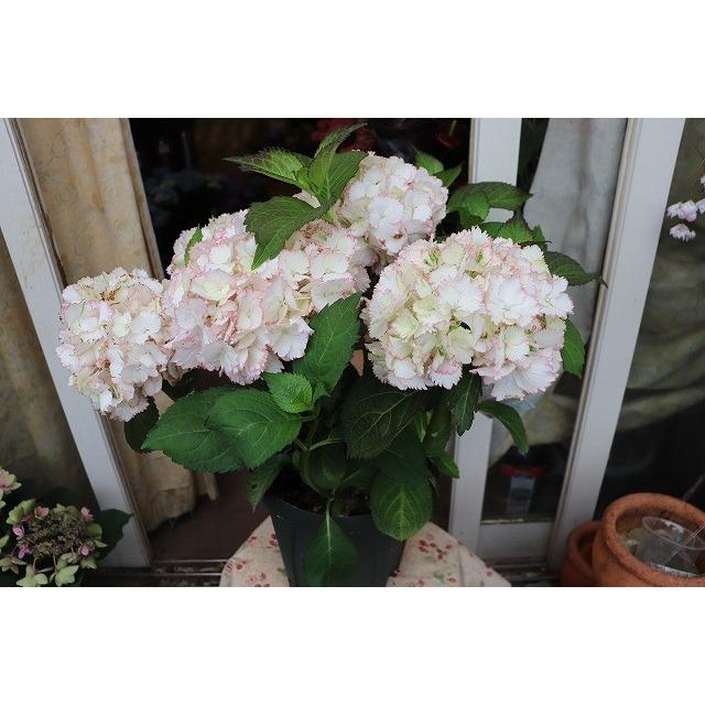 ２０ New アジサイ 苗 鉢 開花株 カクテル７号鉢 ajikakuterujn97 森農園ネットショップ 通販 Yahoo ショッピング