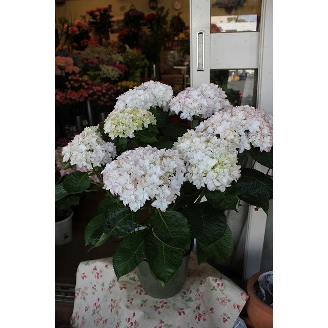 人気定番の アジサイ 苗 鉢花 紫陽花 開花株 ５ ３ 火 ５ ７ 土 期間発送不可商品 お買い得品 カレン６号底面給水鉢 ２２