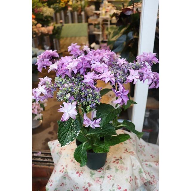 ２０アジサイ 苗 鉢 開花株 桜花乱舞パープル４号鉢 ajioukaranbubun54 森農園ネットショップ 通販 Yahoo ショッピング