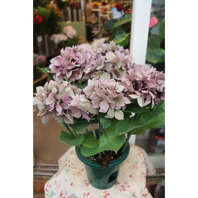 ２０秋色アジサイ 苗 鉢 開花株７ １入荷 パープルスプレンダー５号鉢 ajipa Purusupurenda Un65 森農園ネットショップ 通販 Yahoo ショッピング