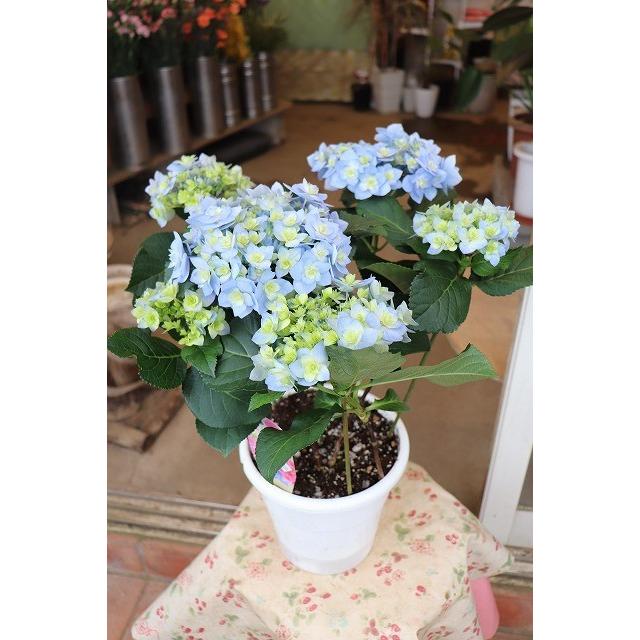 ２０アジサイ 苗 鉢 開花株 筑紫の風６号底面給水鉢 お買い得商品 ajitikusikazebhb86 森農園ネットショップ 通販 Yahoo ショッピング