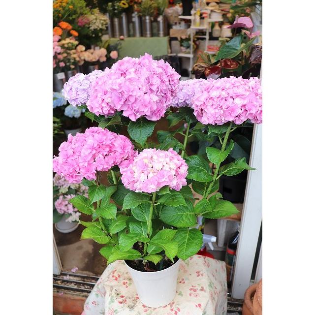 ２０アジサイ 苗 鉢 開花株 翼ピンク５号鉢 お買い得商品 ajitubasapuy85 森農園ネットショップ 通販 Yahoo ショッピング