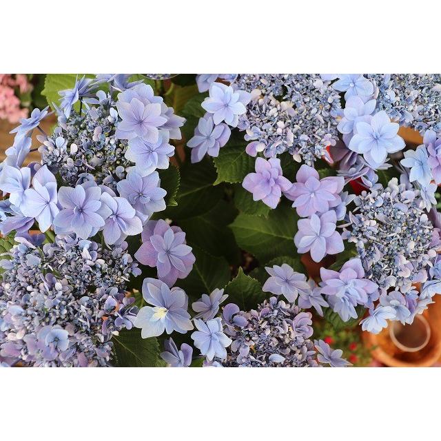 ２０アジサイ 苗 鉢 開花株 夜の虹パープル６号底面給水鉢 お買い得商品 ajiyorunonijipun86 森農園ネットショップ 通販 Yahoo ショッピング