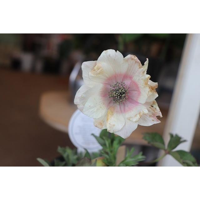 ２０アネモネ 苗 現品 横山さんのアネモネパブニナ Pya5 ３ ５号ロングポット 20anepayhbo963 森農園ネットショップ 通販 Yahoo ショッピング