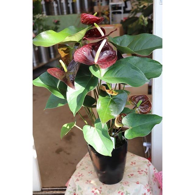 ２０ New アンスリウム 鉢 苗 観葉植物 センプレ５号鉢 anssenpureyb15 森農園ネットショップ 通販 Yahoo ショッピング