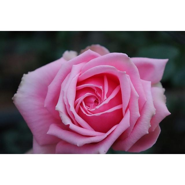 バラ苗 ファンシードレス4号 今井清作出 切り花品種接ぎ木