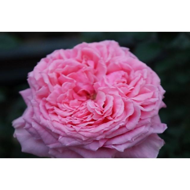 バラ苗 ファンシードレス4号 今井清作出 切り花品種接ぎ木（植え替え