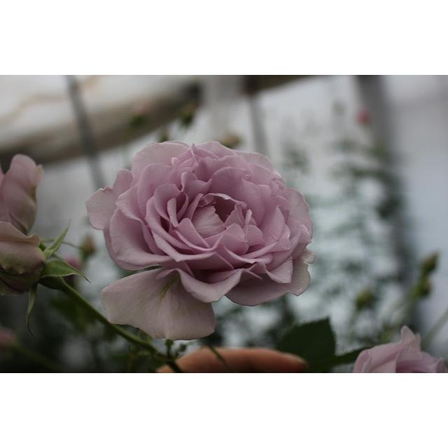 ２０ New バラ苗 切り花品種接ぎ木 ファンシーイーブニング 房咲性 ２ ３号 購入前に下記の重大なコツなどを読んでください baraimaifansi I Yn23 森農園ネットショップ 通販 Yahoo ショッピング