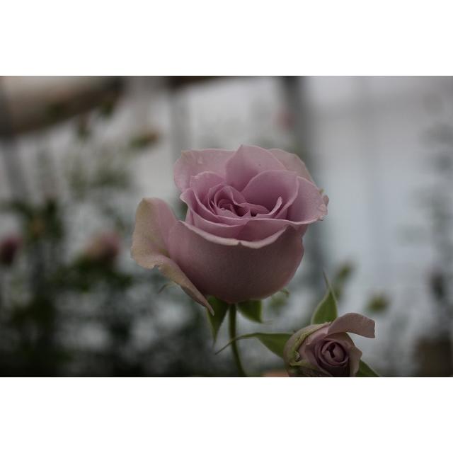 バラ苗 房咲性 ファンシーイーブニング4号 今井清作出 切り花品種