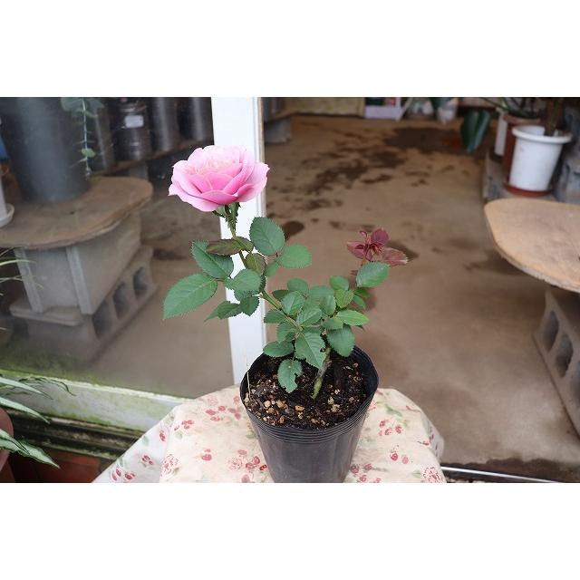 ２０ １９ バラ苗 切り花品種接ぎ木 Kn２９ １２２ ４号ポット baraimaikn 122yt74 森農園ネットショップ 通販 Yahoo ショッピング