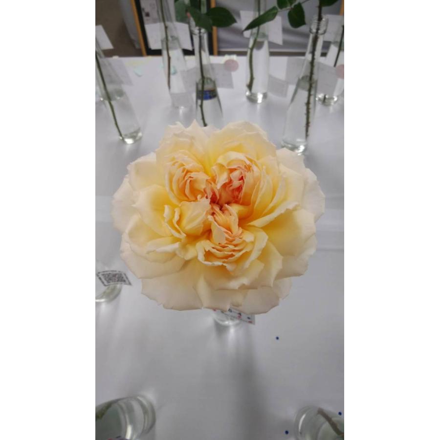 ２０ New 強香 バラ苗 切り花品種接ぎ木 Kn２６ ４ ２ ３号 購入前に下記の重大なコツなどを読んでください baraimaikn26 4uh62 森農園ネットショップ 通販 Yahoo ショッピング