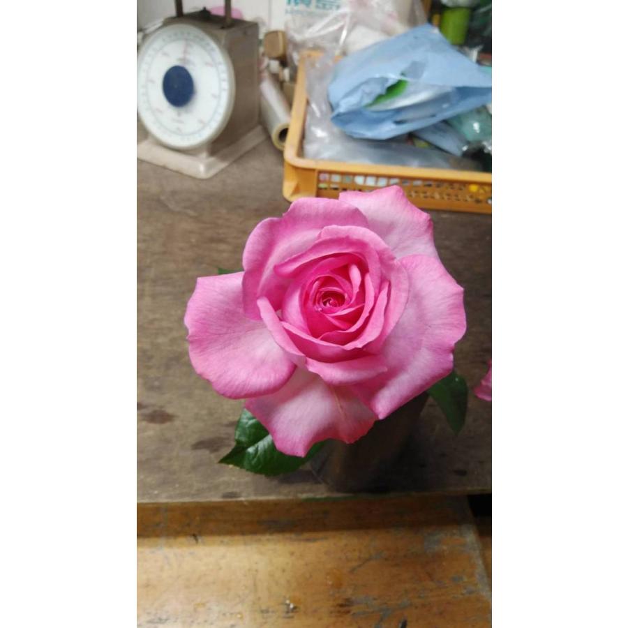 387円 種類豊富な品揃え ２０ New バラ苗切り花品種接ぎ木 ミンテ Spknr１