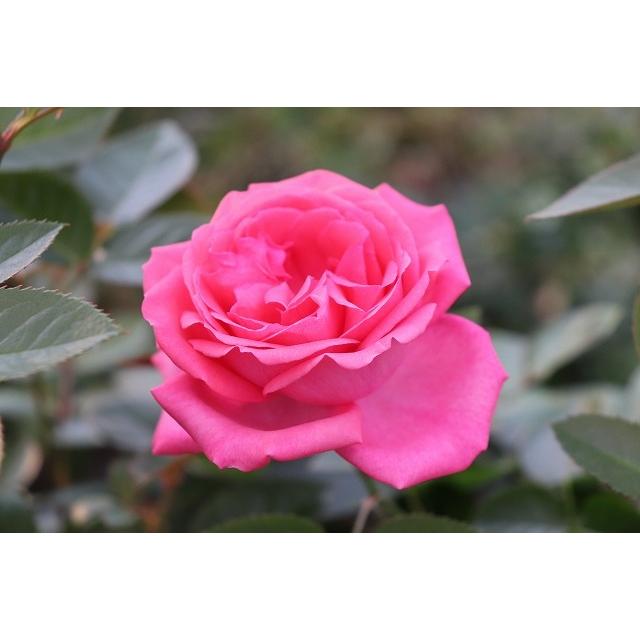 387円 種類豊富な品揃え ２０ New バラ苗切り花品種接ぎ木 ミンテ Spknr１