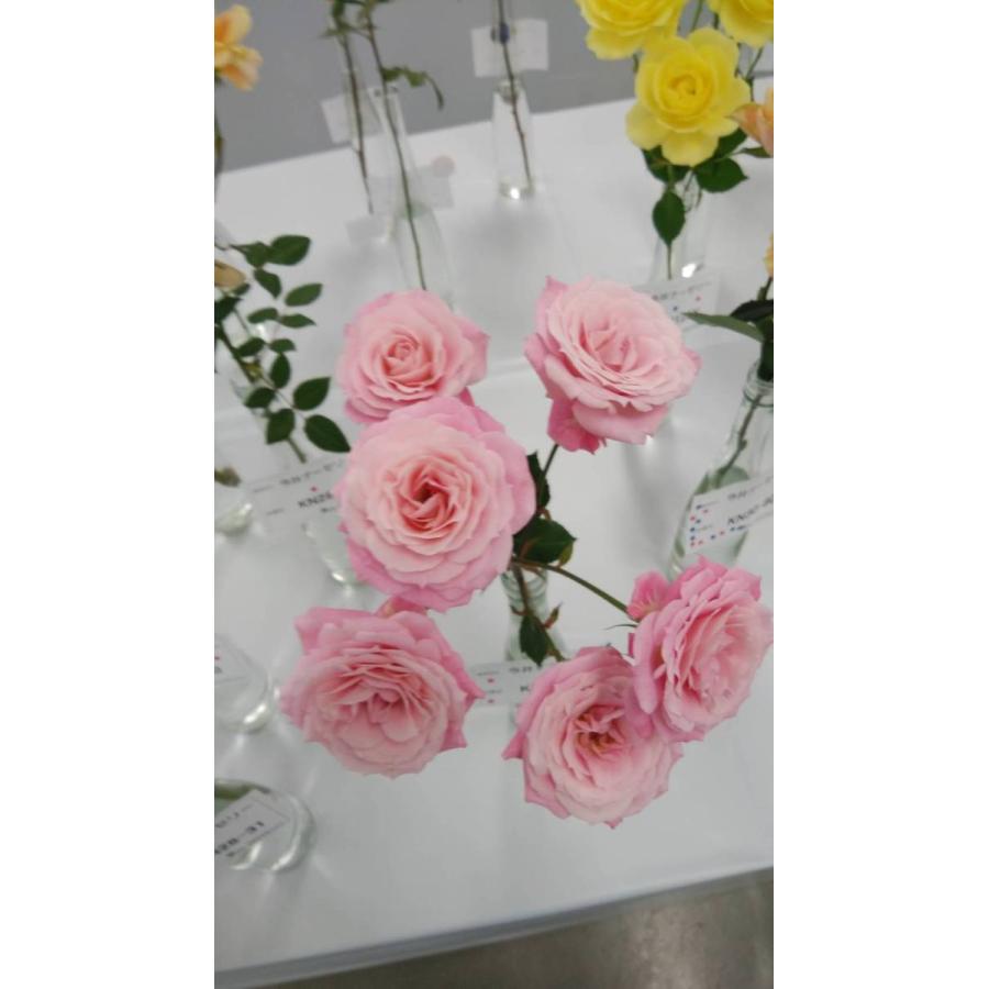 ２０ とげなし New バラ苗 切り花品種接ぎ木 Spメラーキ Sp Kn３０ ９８ ２ ３号 購入前に下記の重大なコツなどを読んでください baraimaikn30 98km42 森農園ネットショップ 通販 Yahoo ショッピング