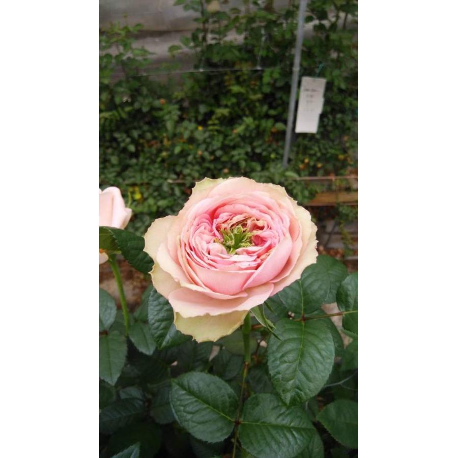 「丸アイ」切り花品種バラ苗　レアバラ 　2点 切り花品種バラ苗 レアバラ Tinkerbel♡ Rose