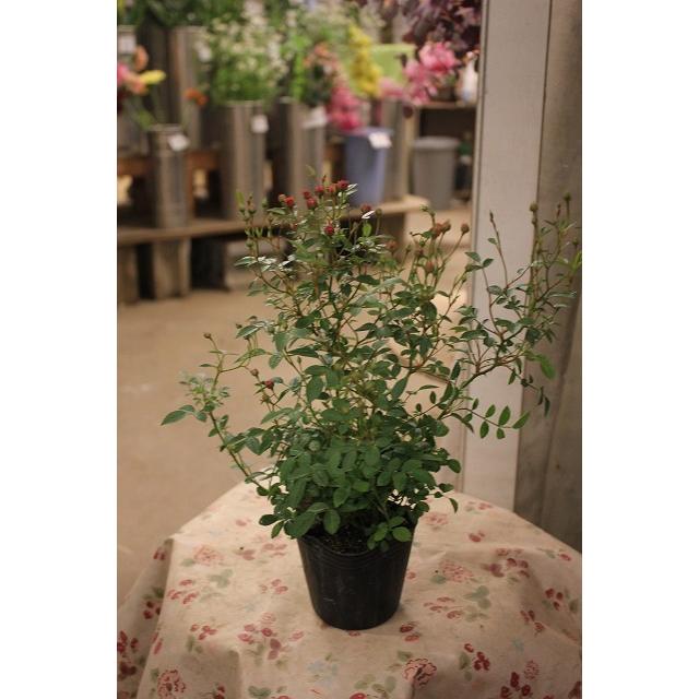 1880円 ミニ バラ 薔薇 苗 いちご姫 正規品 2.5号 1880円 ミニ バラ 薔薇 苗 いちご姫 正規品 2.5号 バラ いちご姫5号