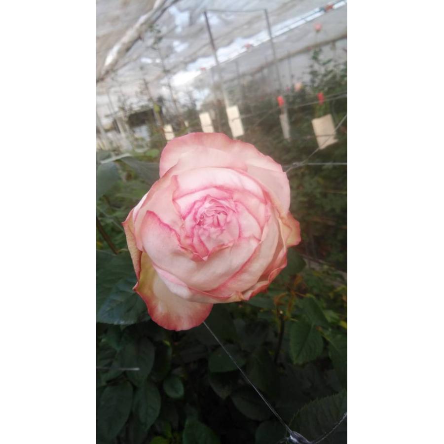 絶対一番安い ラスト 超希少切り花種 キリンローズ 現在生産流通なし スーパーグリーン挿し木大苗蕾付き 今月限定 特別大特価 Gyeboost Org