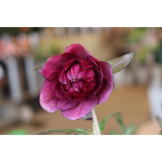 ２０クリスマスローズ 苗 開花株 ダブル ワインレッドやや多弁５号ポット so 17 kurisowaitahb45 森農園ネットショップ 通販 Yahoo ショッピング