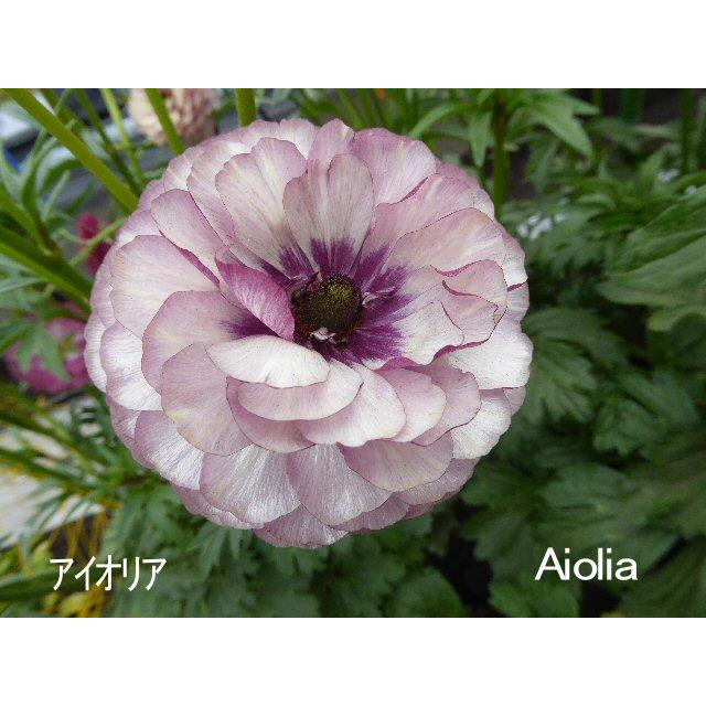 ２１ラナンキュラス 苗 ラックス アイオリア3 5号ロングポット raltua2aioyb43 森農園ネットショップ 通販 Yahoo ショッピング