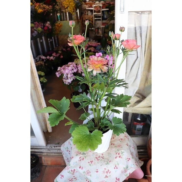 ラナンキュラス 苗 鉢物 B２ ラナンキュラス ラックス エリス５号鉢 20raltub2erisbv85 森農園ネットショップ 通販 Yahoo ショッピング