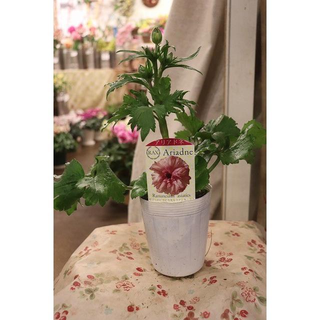 ラナンキュラス ラックス アリアドネ3．5号ロングポット1株（苗