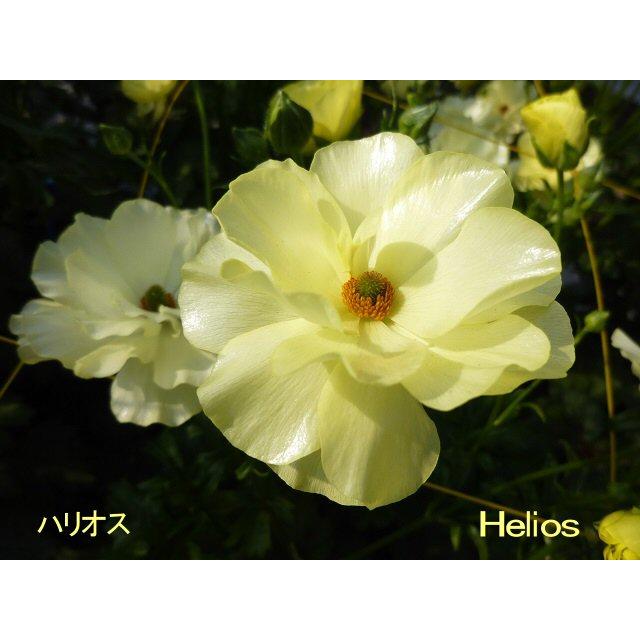 ２１ラナンキュラス 苗 ラックス ハリオス3 5号ロングポット ranaraltuhariosugn53 森農園ネットショップ 通販 Yahoo ショッピング