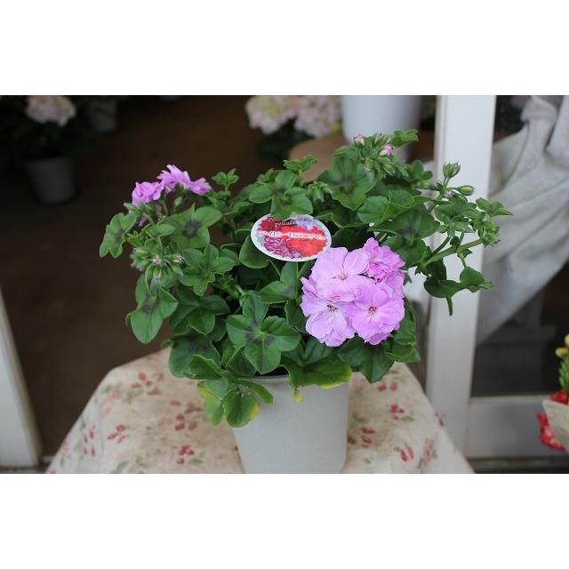 ２１アイビーゼラニウム 苗 八重咲a系品種 5 ４号鉢 21aibi Zaraa5iedd54 森農園ネットショップ 通販 Yahoo ショッピング