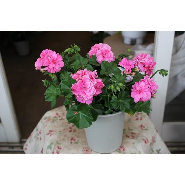 ２１アイビーゼラニウム 苗 八重咲a系品種 ４ ４号鉢 21aibi Zeraa4kj64 森農園ネットショップ 通販 Yahoo ショッピング