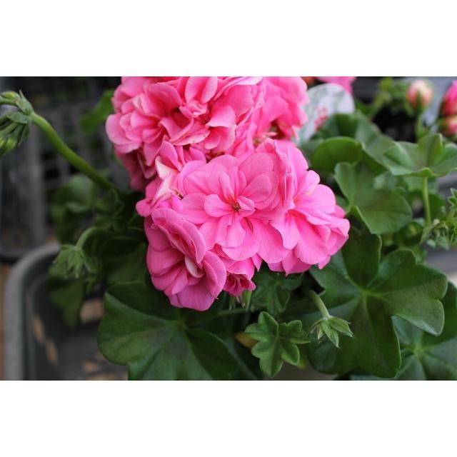 ２１アイビーゼラニウム 苗 八重咲a系品種 ４ ４号鉢 21aibi Zeraa4kj64 森農園ネットショップ 通販 Yahoo ショッピング