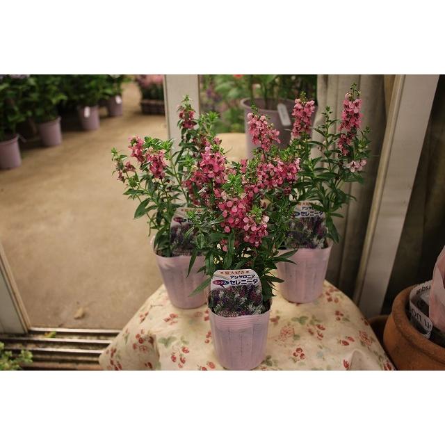 ２１アンゲロニア 苗 鉢花 お買い得品 セレニータ ３ ３号ポット 21ajgeroniasereni Ta3pn23 森農園ネットショップ 通販 Yahoo ショッピング