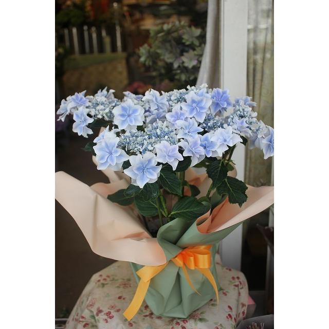 ２１父の日フラワーギフトアジサイ 苗 鉢花 開花株 ６ １５ ６