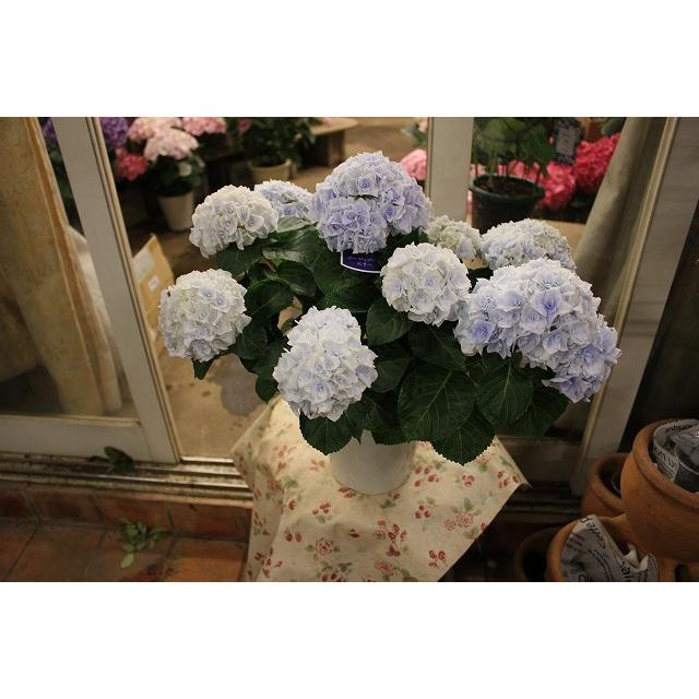 人気商品 ２１秋色アジサイ 苗 鉢花 開花株 ポージィブーケエリィ エリー ブルー５